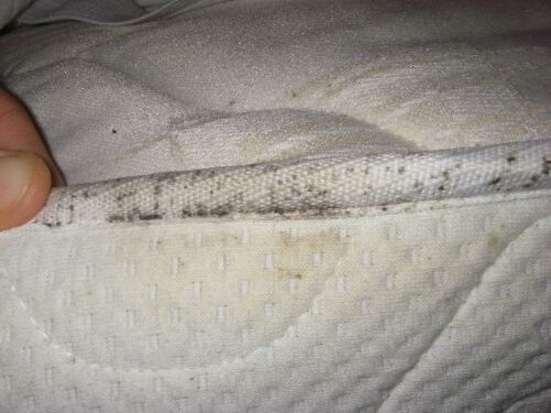 How To Check A Hotel Room For Bed Bugs – NIPCAM