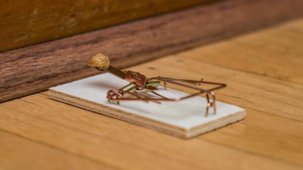 Should I Change the Location of Mouse Traps Periodically? - Yale